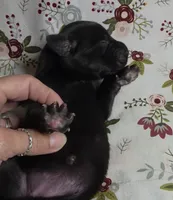 Gidget, a female Great Dane for sale in Chillicothe, OH – 4 of 5
