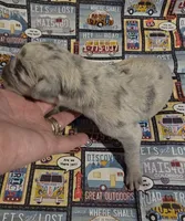 Huxley, a male Great Dane for sale in Chillicothe, OH – 9 of 10