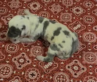Fancy Pants, a female Great Dane for sale in Chillicothe, OH – 2 of 10