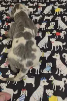 Bailey Bleu, a male Great Dane for sale in Chillicothe, OH – 4 of 7