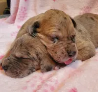 Patience April May, a  Great Dane for sale in Chillicothe, OH – Photo 9 of 9