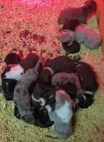 Patience April May, a  Great Dane for sale in Chillicothe, OH – Photo 5 of 9