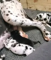 Patience April May, a  Great Dane for sale in Chillicothe, OH – Photo 3 of 9