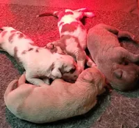 Patience April May, a  Great Dane for sale in Chillicothe, OH – Photo 8 of 9