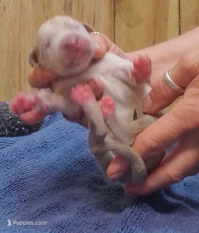 Patience April May, a  Great Dane for sale in Chillicothe, OH – Photo 1 of 9