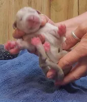 Patience April May, a  Great Dane for sale in Chillicothe, OH – Photo 1 of 9