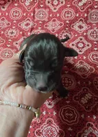 HOLDEN, a male Great Dane for sale in Chillicothe, OH – 2 of 8