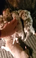 Aribella newborn , a female Great Dane for sale in Chillicothe, OH – 6 of 7