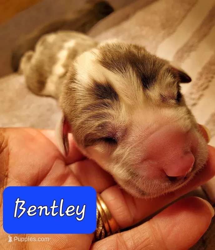 Bentley  – Great Dane puppy for sale in Chillicothe, OH