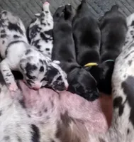 Bentley , a  Great Dane for sale in Chillicothe, OH – Photo 7 of 8