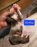 Bentley , a  Great Dane for sale in Chillicothe, OH – Photo 2 of 8