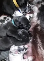 Bentley , a  Great Dane for sale in Chillicothe, OH – Photo 8 of 8