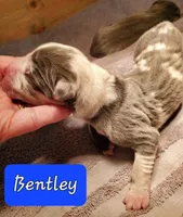 Bentley , a  Great Dane for sale in Chillicothe, OH – Photo 3 of 8