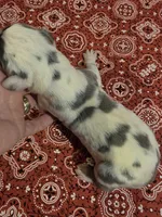 Fancy Pants, a female Great Dane for sale in Chillicothe, OH – 4 of 10