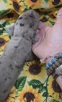 Chelsea 6/5/26 DOB, a female Great Dane for sale in Chillicothe, OH – 5 of 9