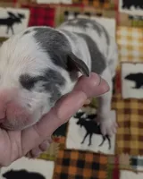 September puppies are here!!!, a male Great Dane for sale in Chillicothe, OH – 3 of 9