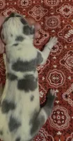 Fancy Pants, a female Great Dane for sale in Chillicothe, OH – 8 of 10
