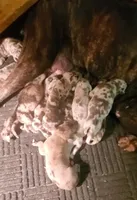 Aribella newborn , a female Great Dane for sale in Chillicothe, OH – 4 of 7