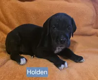 HOLDEN, a male Great Dane for sale in Chillicothe, OH – 6 of 8