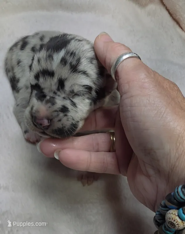 Jewel DOB 6/5/26 – Great Dane puppy for sale in Chillicothe, OH