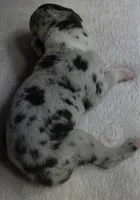 Jewel DOB 6/5/26, a female Great Dane for sale in Chillicothe, OH – 7 of 10