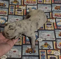 Huxley, a male Great Dane for sale in Chillicothe, OH – 8 of 10