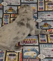 Huxley, a male Great Dane for sale in Chillicothe, OH – 3 of 10