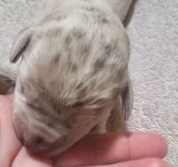 Daisy Mae, a  Great Dane for sale in Chillicothe, OH – Photo 5 of 9