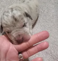 Daisy Mae, a  Great Dane for sale in Chillicothe, OH – Photo 3 of 9