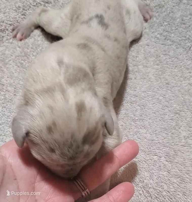 Daisy Mae – Great Dane puppy for sale in Chillicothe, OH