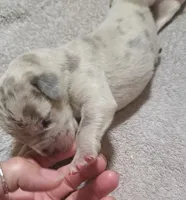 Daisy Mae, a  Great Dane for sale in Chillicothe, OH – Photo 4 of 9