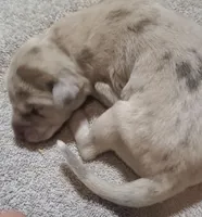 Daisy Mae, a  Great Dane for sale in Chillicothe, OH – Photo 2 of 9