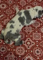Fancy Pants, a female Great Dane for sale in Chillicothe, OH – 3 of 10