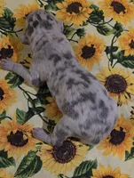 Charlotte , a female Great Dane for sale in Chillicothe, OH – 6 of 9