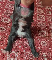 HOLDEN, a male Great Dane for sale in Chillicothe, OH – 4 of 8