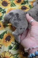 Chelsea 6/5/26 DOB, a female Great Dane for sale in Chillicothe, OH – 4 of 9
