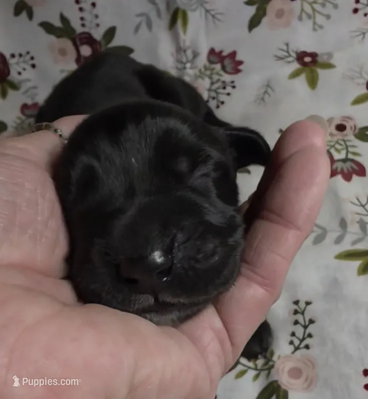 Gidget – Great Dane puppy for sale in Chillicothe, OH