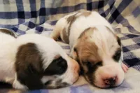 processed/fe8ba319-a776-4990-90e3-8065cd77cbb6/listing/4347e069-f6c1-47b8-a8de-a7629b13e47c/345b22f9-1e13-4cb3-83be-6e31a82f8f41