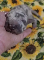 Charlotte , a female Great Dane for sale in Chillicothe, OH – 9 of 9