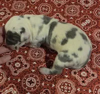 Fancy Pants, a female Great Dane for sale in Chillicothe, OH – 5 of 10