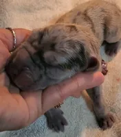 Maverick, a  Great Dane for sale in Chillicothe, OH – Photo 5 of 10