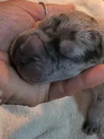 Maverick, a  Great Dane for sale in Chillicothe, OH – Photo 6 of 10