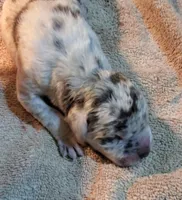 Maverick, a  Great Dane for sale in Chillicothe, OH – Photo 2 of 10