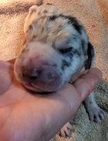 Maverick, a  Great Dane for sale in Chillicothe, OH – Photo 4 of 10