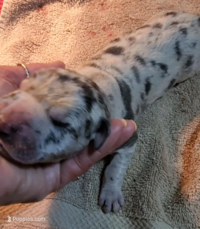 Maverick – Great Dane puppy for sale in Chillicothe, OH
