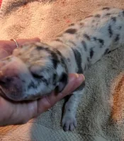 Maverick, a  Great Dane for sale in Chillicothe, OH – Photo 1 of 10