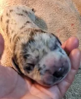 Maverick, a  Great Dane for sale in Chillicothe, OH – Photo 3 of 10