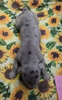 Chelsea 6/5/26 DOB, a female Great Dane for sale in Chillicothe, OH – 3 of 9