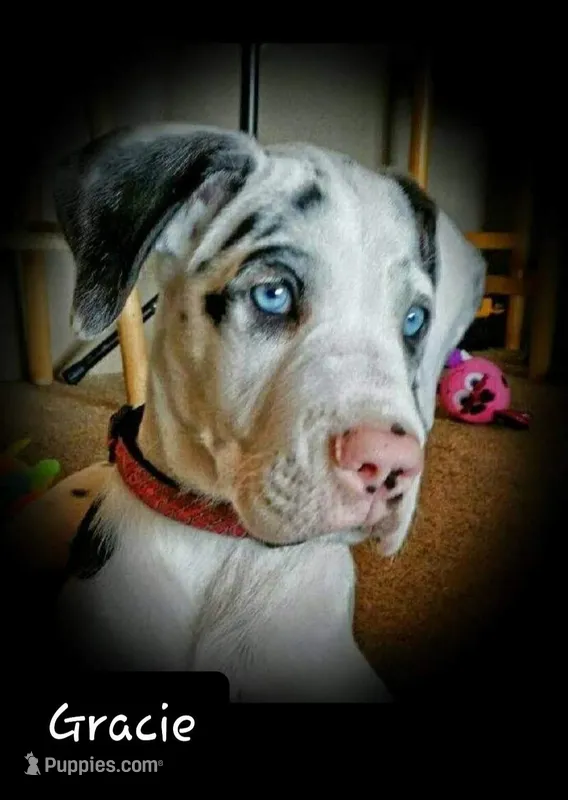 Gracie Lynn – Great Dane puppy for sale in Chillicothe, OH