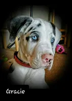 Gracie Lynn, a  Great Dane for sale in Chillicothe, OH – Photo 1 of 6